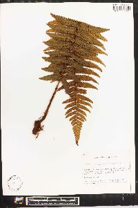 Dryopteris parallelogramma image