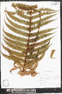 Dryopteris parallelogramma image