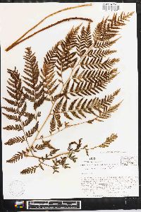 Dryopteris patula image