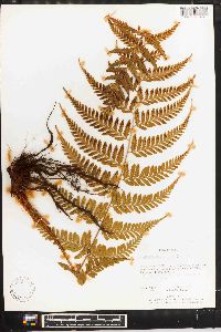 Dryopteris patula image