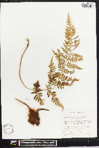 Dryopteris patula image