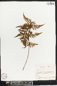 Dryopteris patula image