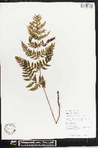 Dryopteris patula image