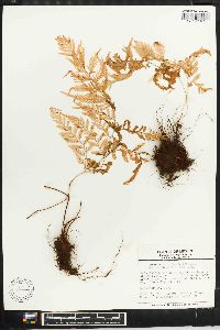 Dryopteris patula image