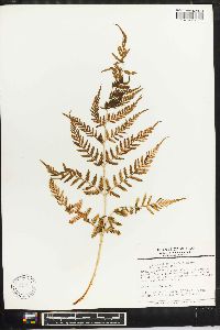 Dryopteris patula image