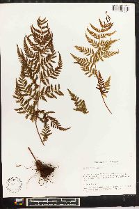 Dryopteris patula image