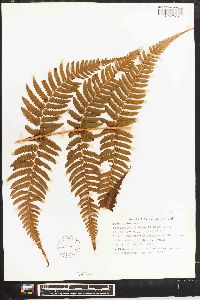 Dryopteris aitoniana image