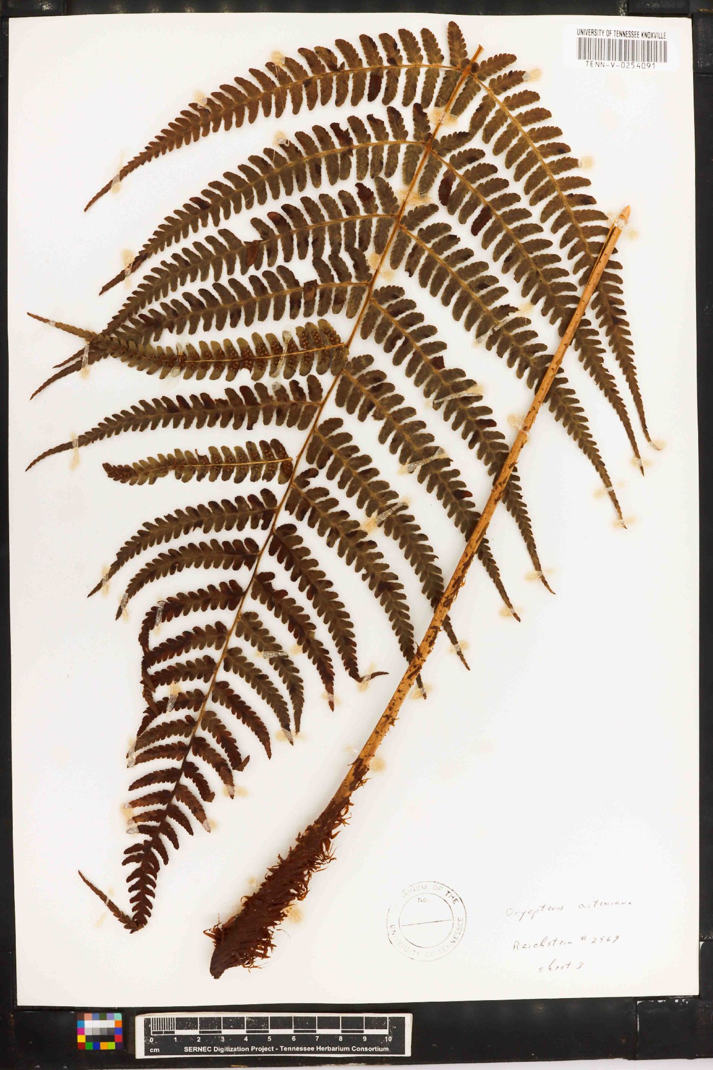 Dryopteris aitoniana image