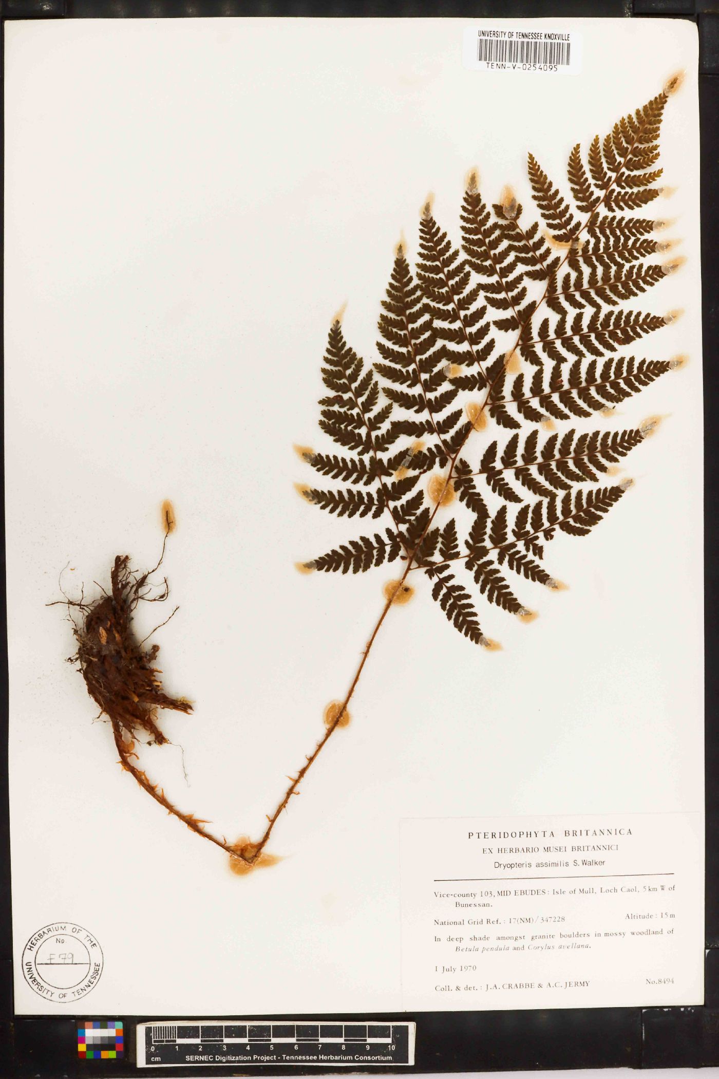 Dryopteris assimilis image