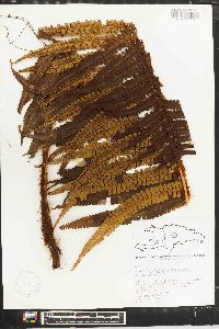 Dryopteris wallichiana image