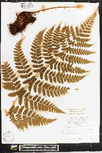 Dryopteris campyloptera image