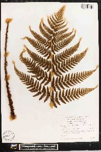 Dryopteris campyloptera image