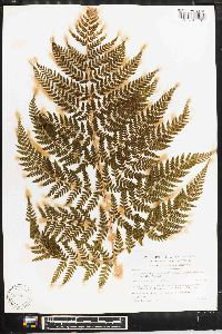 Dryopteris campyloptera image