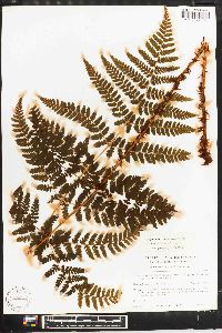 Dryopteris campyloptera image