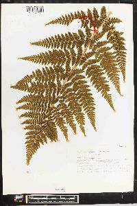 Dryopteris dilatata image