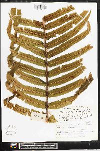 Dryopteris atrata image