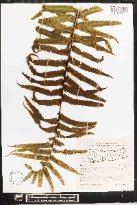 Dryopteris atrata image