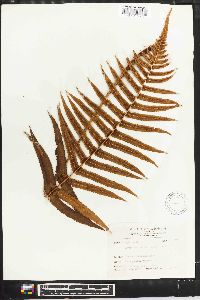 Dryopteris atrata image