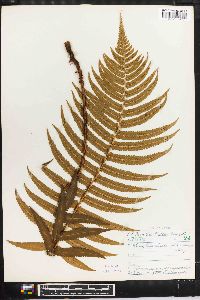 Dryopteris atrata image