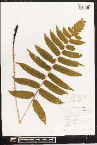 Dryopteris atrata image