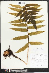 Dryopteris atrata image