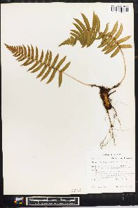 Dryopteris atrata image