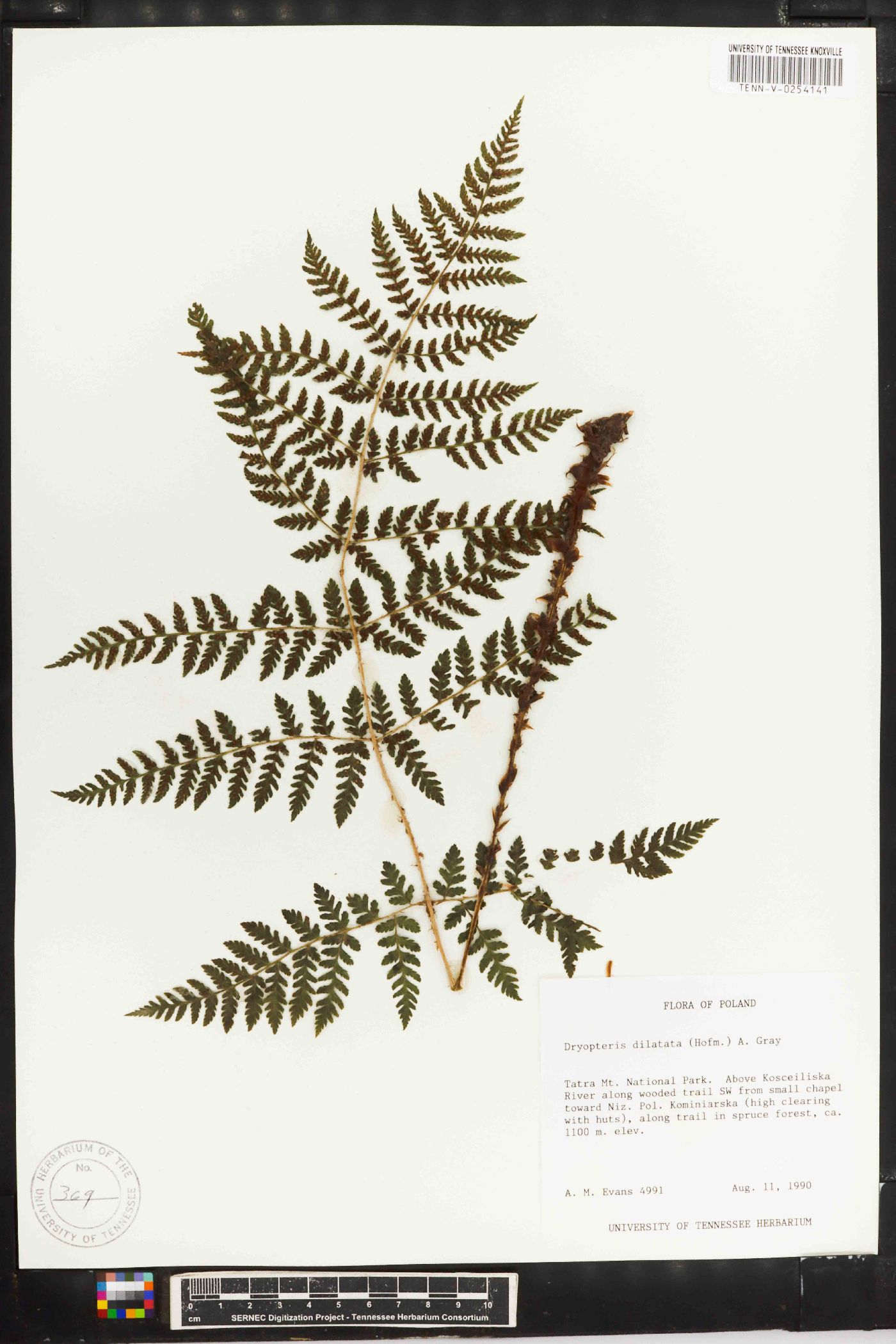 Dryopteris dilatata image