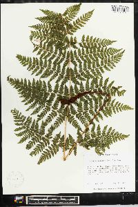 Dryopteris dilatata image