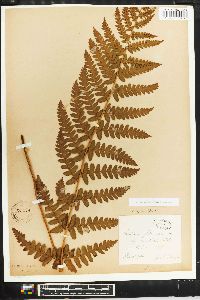 Dryopteris filix-mas image