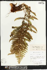 Dryopteris chrysocoma image