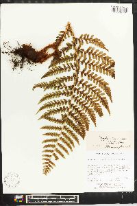 Dryopteris chrysocoma image