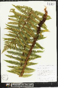 Dryopteris crassirhizoma image