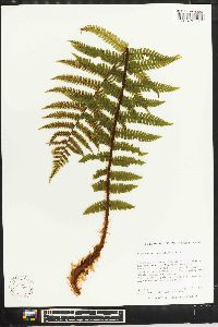 Dryopteris crassirhizoma image