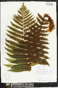 Dryopteris crassirhizoma image