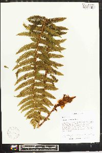 Dryopteris crassirhizoma image