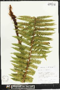 Dryopteris crassirhizoma image