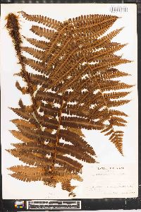 Dryopteris crassirhizoma image