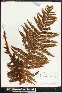 Dryopteris crassirhizoma image