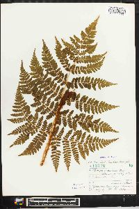 Dryopteris campyloptera image