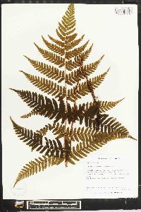 Dryopteris erythrosora image