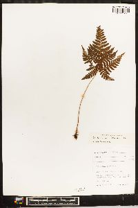 Dryopteris formosana image