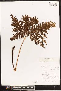 Dryopteris formosana image