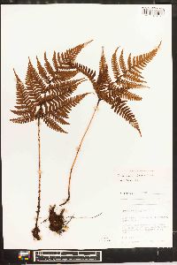 Dryopteris formosana image