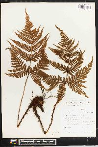 Dryopteris formosana image