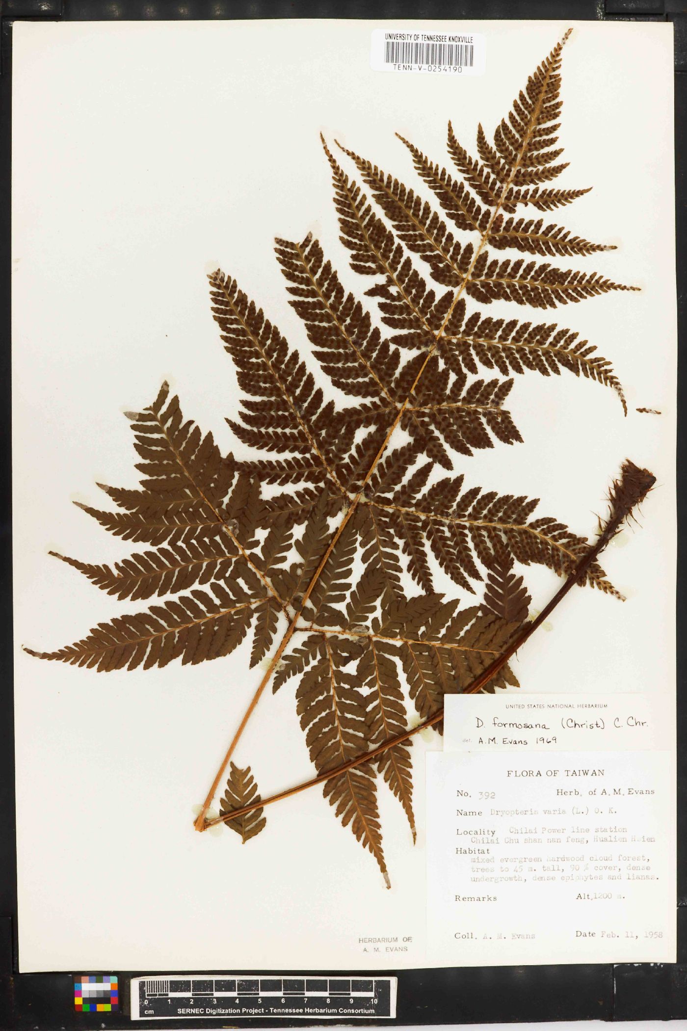 Dryopteris formosana image