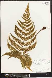 Dryopteris fuscipes image