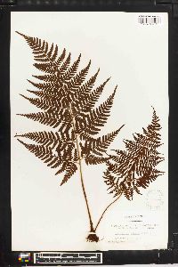 Dryopteris glabra image