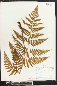 Dryopteris hondoensis image