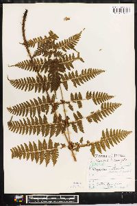 Dryopteris indusiata image