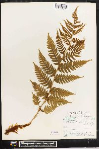 Dryopteris lacera image